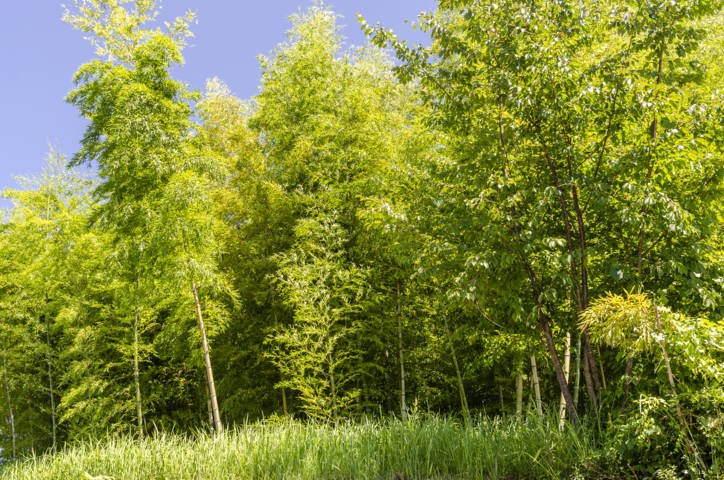 297 - Ruta Nakasendo - Magome-Tsumago - bosque de bambu